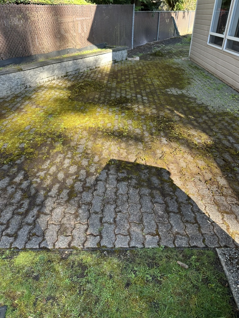 Backyard paver patio — before, covered in moss and yellow algae