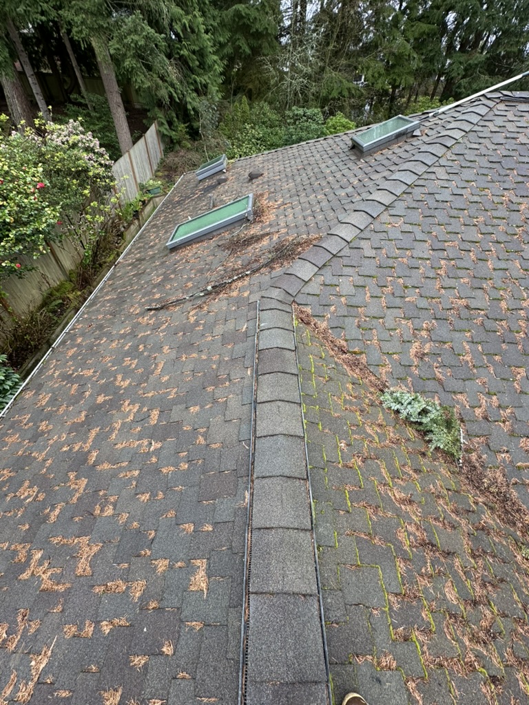 Roof — before, pine needles and debris covering shingles